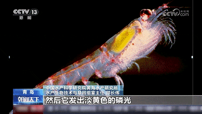 南极除了企鹅，还有哪些奇特的生物？