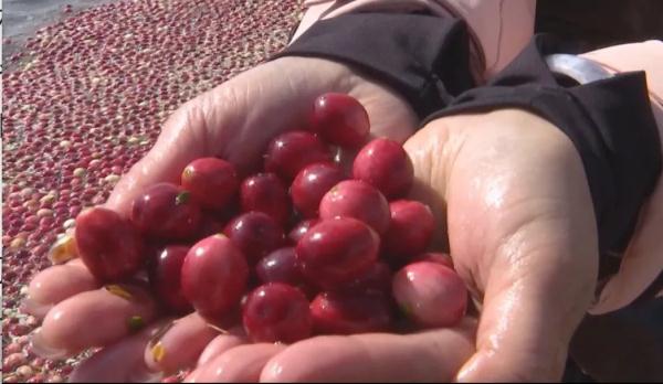 “老铁”的回礼亮了！东北啥时候开始种蔓越莓了？