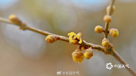 冬日一抹亮色 “三九”天北京蜡梅初绽