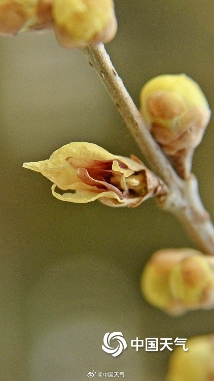 冬日一抹亮色 “三九”天北京蜡梅初绽