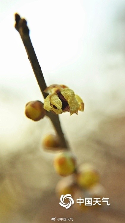 冬日一抹亮色 “三九”天北京蜡梅初绽