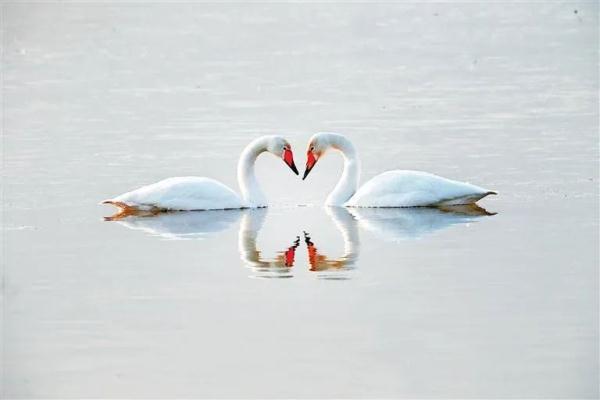 兰州：黄河两岸生态美 候鸟翔集舞翩跹