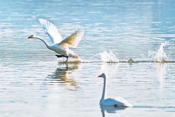 兰州：黄河两岸生态美 候鸟翔集舞翩跹