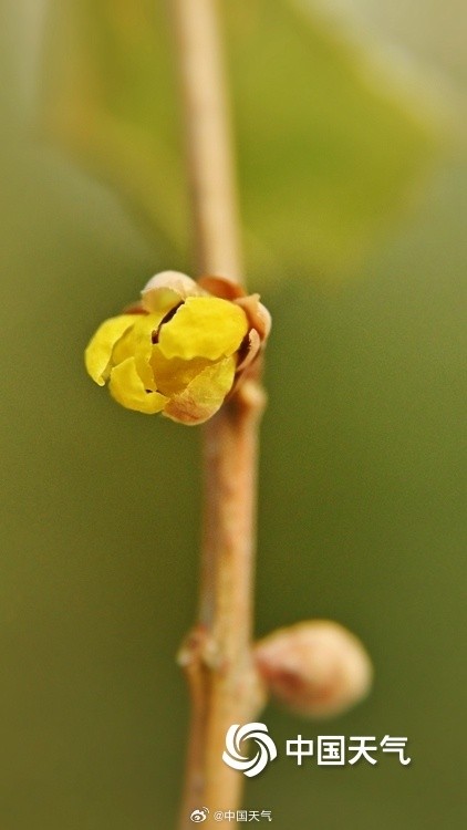 冬日一抹亮色 “三九”天北京蜡梅初绽