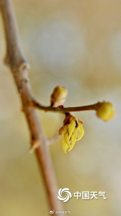 冬日一抹亮色 “三九”天北京蜡梅初绽