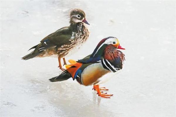 兰州：黄河两岸生态美 候鸟翔集舞翩跹