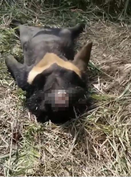 黑熊疑似触电丧命，当地通报