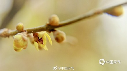 冬日一抹亮色 “三九”天北京蜡梅初绽