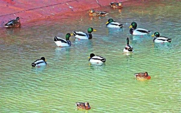 兰州：黄河两岸生态美 候鸟翔集舞翩跹