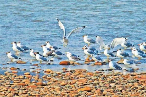 兰州：黄河两岸生态美 候鸟翔集舞翩跹
