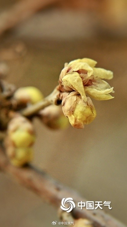 冬日一抹亮色 “三九”天北京蜡梅初绽