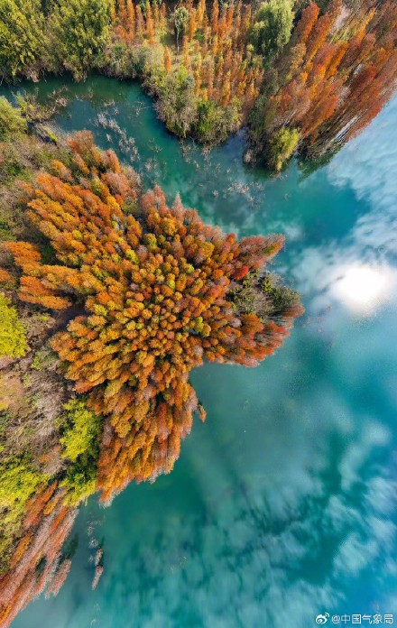 喜欢落羽杉吗？清晨，枝繁叶茂的身姿映照着温暖的阳光，仿佛是大自然的一幅温馨画卷