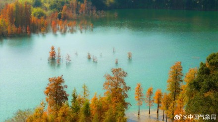 喜欢落羽杉吗？清晨，枝繁叶茂的身姿映照着温暖的阳光，仿佛是大自然的一幅温馨画卷