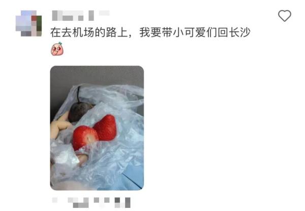 冻梨怎样才不会化……放假了,什么都想给爸爸妈妈带回家尝一尝! 冻梨怎样才不会化……放假了,什么都想给爸爸妈妈带回家尝一尝!