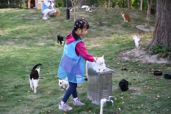 你会从手机APP领养一只流浪猫吗？