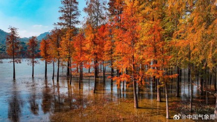 喜欢落羽杉吗？清晨，枝繁叶茂的身姿映照着温暖的阳光，仿佛是大自然的一幅温馨画卷