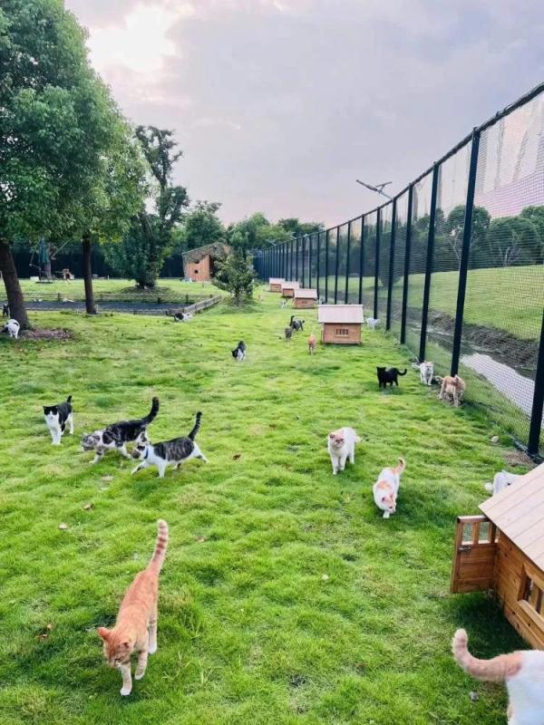 你会从手机APP领养一只流浪猫吗？