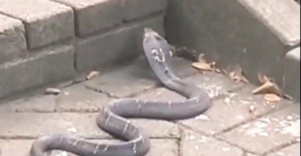 街坊们小心！广州一公园内有眼镜蛇出没