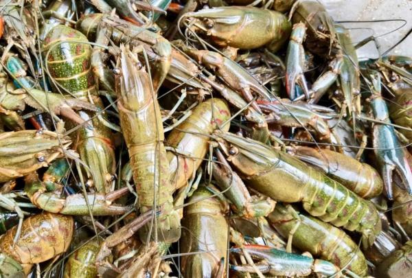 黑龙江蔓越莓?四川鱼子酱?江苏,你有没有什么瞒着我??? 黑龙江蔓越莓?四川鱼子酱?江苏,你有没有什么瞒着我???