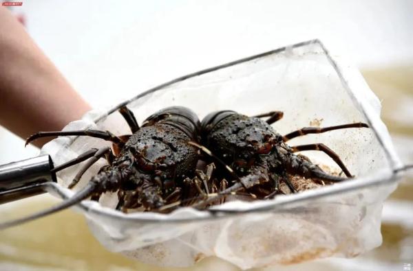 “尔滨”回礼蔓越莓后，全网破防：我咋不知道家乡有这些特产……