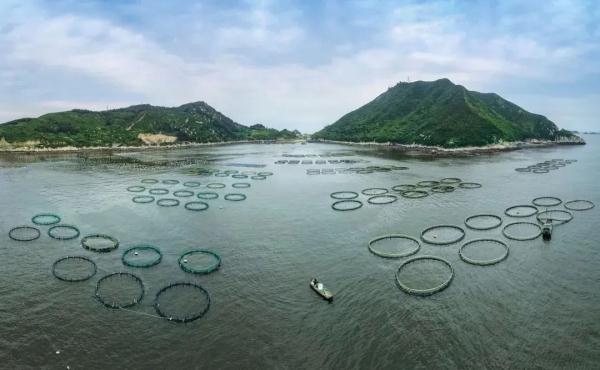 这条鱼,卖了68800元! 这条鱼,卖了68800元!