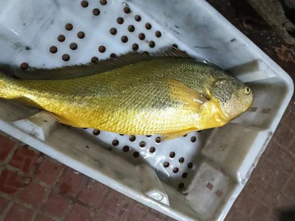 这条鱼,卖了68800元! 这条鱼,卖了68800元!