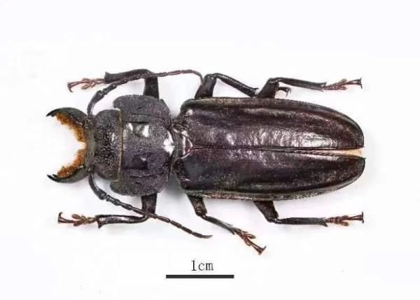 警惕！拱北海关查获+3