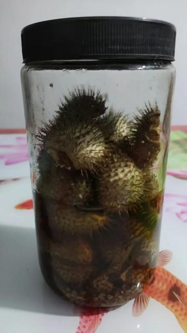 惊险，上海老伯竟中“情花”之毒！药酒可不是想泡就能泡……