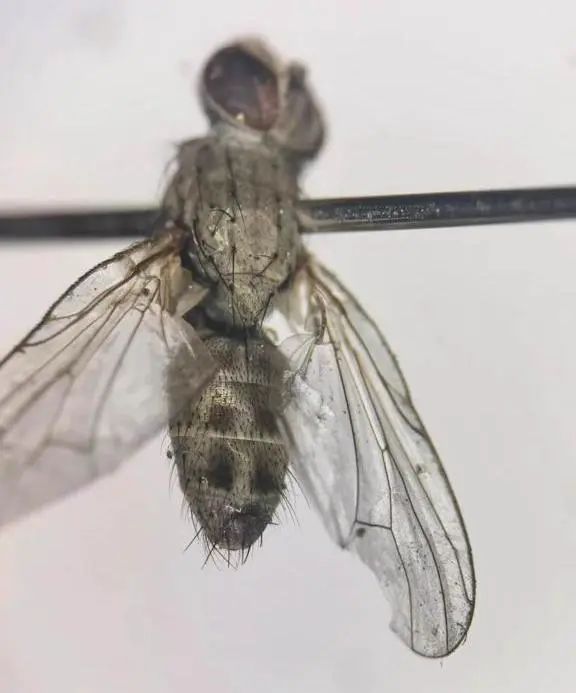 警惕！拱北海关查获+3