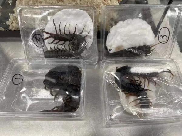 警惕！拱北海关查获+3