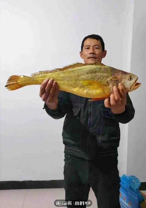 这条鱼,卖了68800元! 这条鱼,卖了68800元!