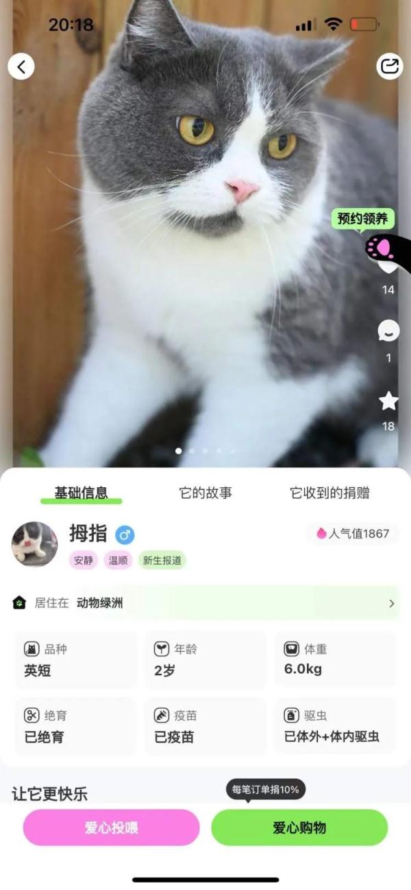 你会从手机APP领养一只流浪猫吗？