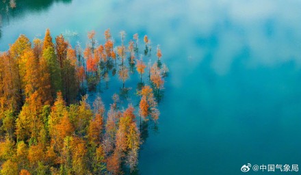 喜欢落羽杉吗？清晨，枝繁叶茂的身姿映照着温暖的阳光，仿佛是大自然的一幅温馨画卷