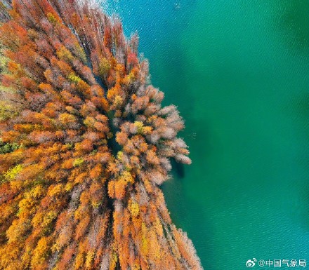 喜欢落羽杉吗？清晨，枝繁叶茂的身姿映照着温暖的阳光，仿佛是大自然的一幅温馨画卷