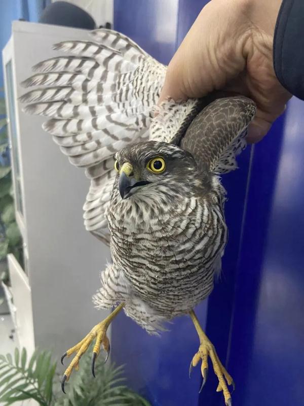 “天降”大鸟，一查来头还不小……