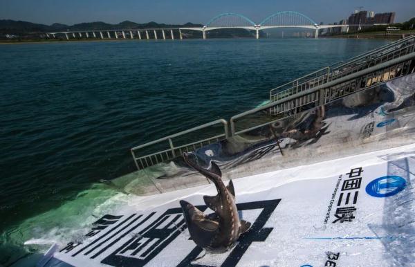 他们为长江鲟类家族建了一个“诺亚方舟”