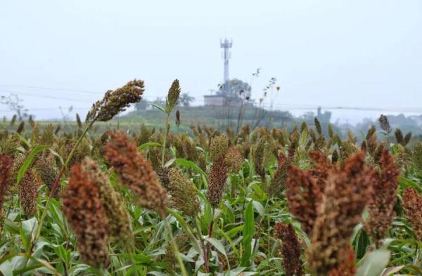 四川农业大摸底！各地的宝藏特产藏不住了