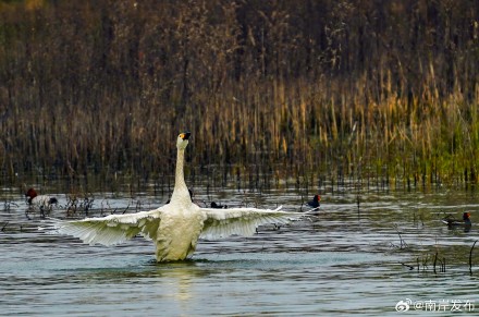野生小天鹅首次“做客”广阳岛