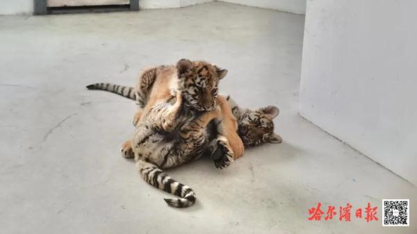 “真身”在此！亚冬会吉祥物“滨滨”“妮妮”原型是这两只萌萌哒小东北虎