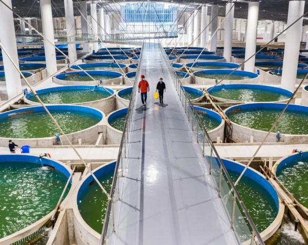 他们为长江鲟类家族建了一个“诺亚方舟”