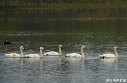 野生小天鹅首次“做客”广阳岛