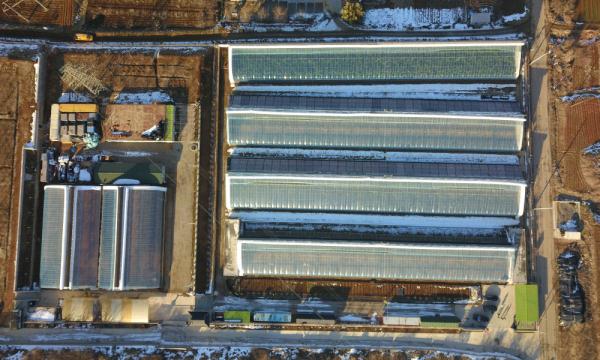 烟台福山:隆冬时节大棚樱桃养护忙 烟台福山:隆冬时节大棚樱桃养护忙