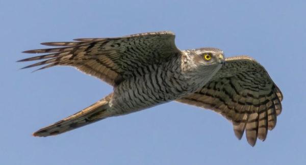 “天降”大鸟，一查来头还不小……