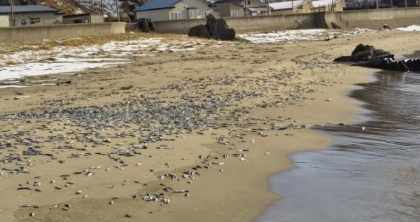 日本北海道海岸再现大量死亡沙丁鱼