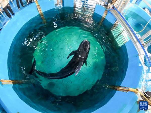 海南三亚因搁浅被救助的短肢领航鲸恢复良好 海南三亚因搁浅被救助的短肢领航鲸恢复良好