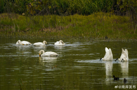 野生小天鹅首次“做客”广阳岛