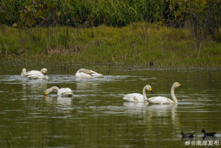 野生小天鹅首次“做客”广阳岛