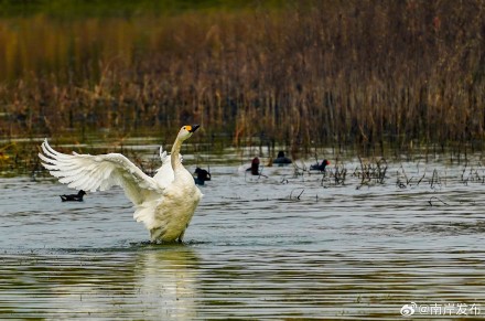 野生小天鹅首次“做客”广阳岛