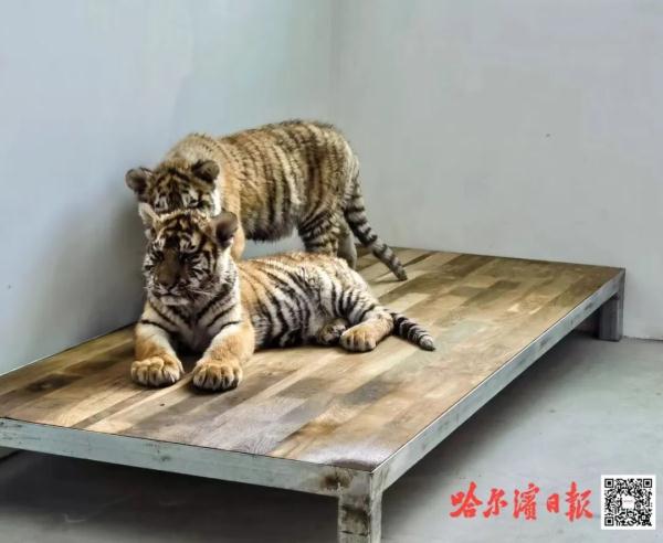 “真身”在此！亚冬会吉祥物“滨滨”“妮妮”原型是这两只萌萌哒小东北虎