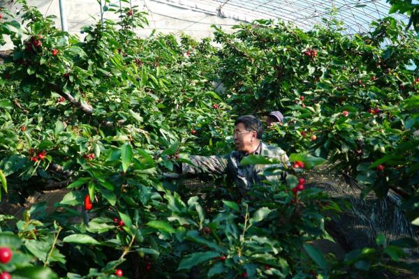 烟台福山:隆冬时节大棚樱桃养护忙 烟台福山:隆冬时节大棚樱桃养护忙